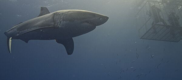 美国密西西比河口发现大白鲨 - 俄罗斯卫星通讯社