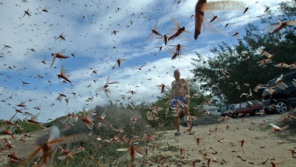 科学家：昆虫会在100年内灭绝 - 俄罗斯卫星通讯社