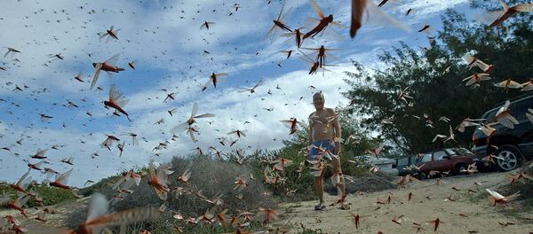 蝗虫入侵 - 俄罗斯卫星通讯社