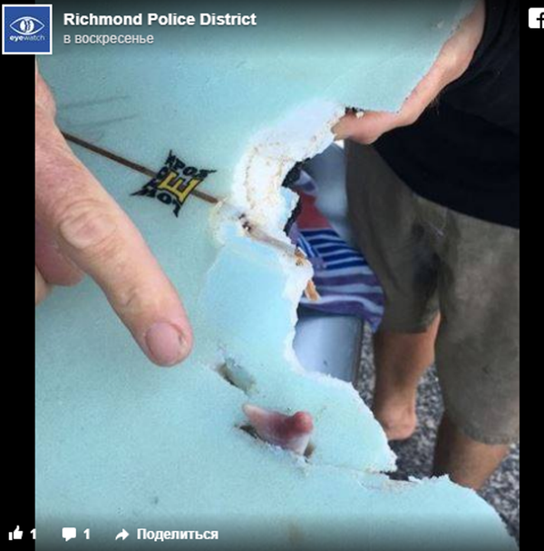 鯊魚襲擊衝浪者反被磕掉牙 鯊魚襲擊衝浪者反被磕掉牙 - 俄羅斯衛星通訊社