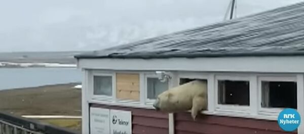 偷吃巧克力的挪威北极熊被卡在酒店窗口 - 俄罗斯卫星通讯社