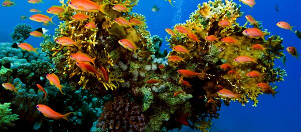 科学家:现代珊瑚与恐龙同龄 科学家:现代珊瑚与恐龙同龄 - 俄罗斯卫星通讯社