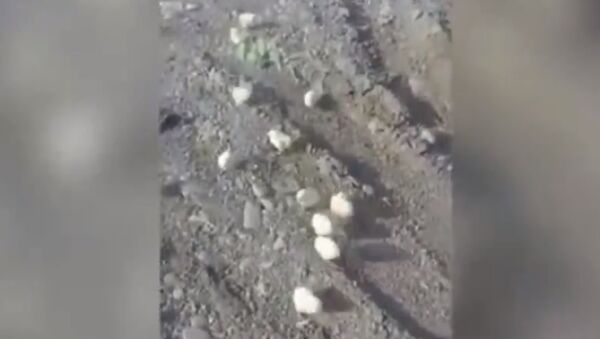 格魯吉亞被扔到垃圾場的雞蛋孵出數百隻小雞 - 俄羅斯衛星通訊社