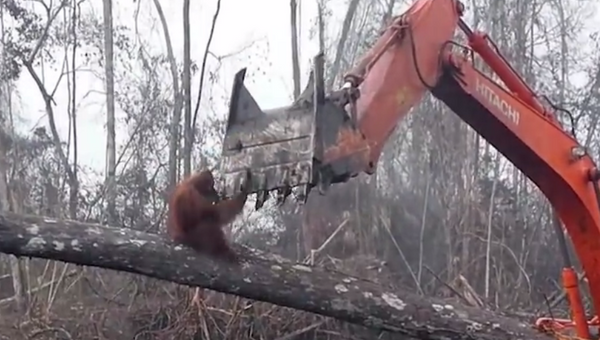 视频拍到猩猩为保护家园试图阻止挖掘机伐林 - 俄罗斯卫星通讯社