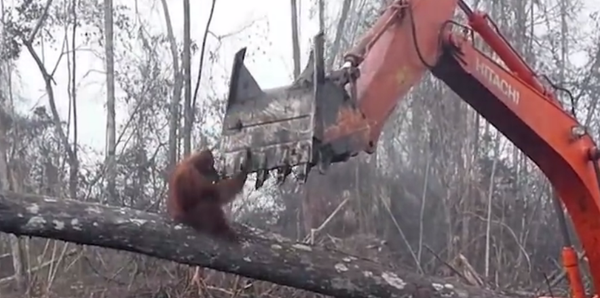 视频拍到猩猩为保护家园试图阻止挖掘机伐林 - 俄罗斯卫星通讯社