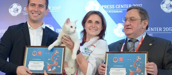 圣彼得堡的著名猫咪预测官将预测世界杯首场比赛结果 - 俄罗斯卫星通讯社