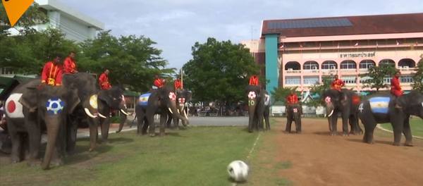 泰国大象踢足球 - 俄罗斯卫星通讯社