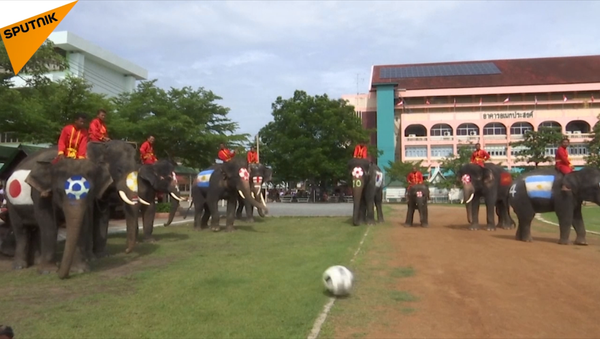 泰國大象踢足球 - 俄羅斯衛星通訊社