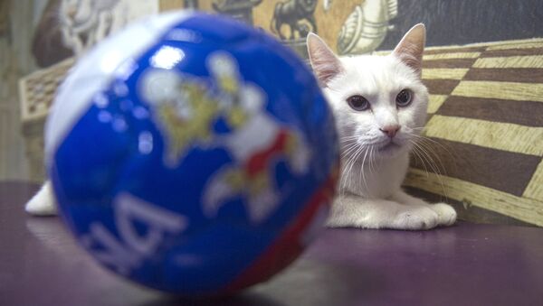 Эрмитажный кот-оракул Ахилл, работающий в Эрмитаже в Санкт-Петербурге - 俄罗斯卫星通讯社
