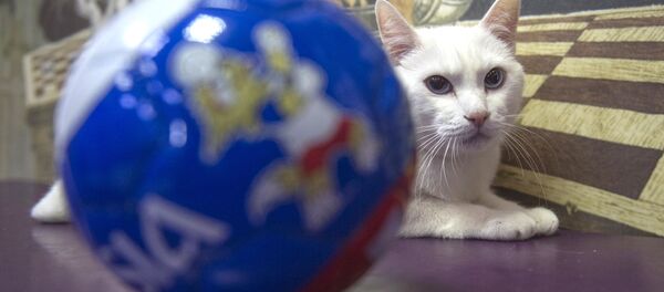 俄罗斯艾尔米塔什博物馆的神猫阿喀琉斯 - 俄罗斯卫星通讯社