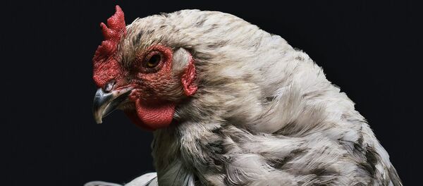 尼日利亚球迷曾打算带着活鸡到加里宁格勒看世界杯 - 俄罗斯卫星通讯社