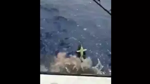 上鈎的魚被鯊魚吃掉 漁民被震驚 - 俄羅斯衛星通訊社
