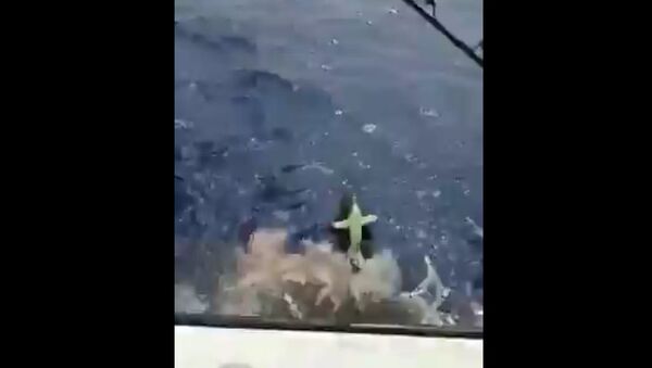 上钩的鱼被鲨鱼吃掉 渔民被震惊 - 俄罗斯卫星通讯社
