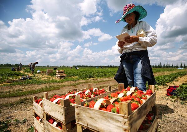 在繁忙的草莓大地上 - 俄罗斯卫星通讯社