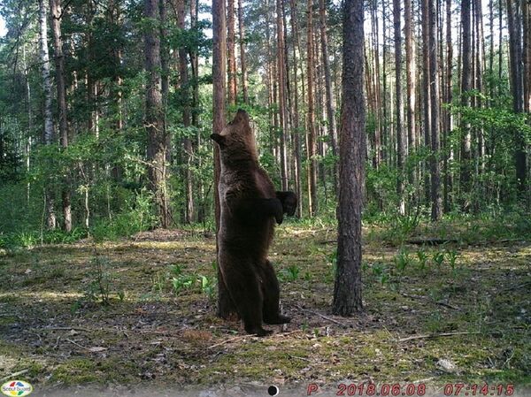 在“布良斯克森林”中的巨熊之舞被拍下 - 俄羅斯衛星通訊社
