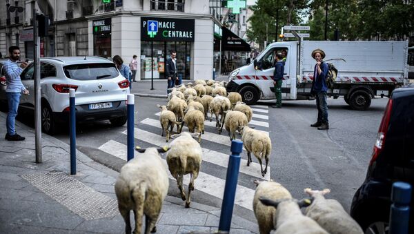 巴黎郊區被綿羊佔領 - 俄羅斯衛星通訊社