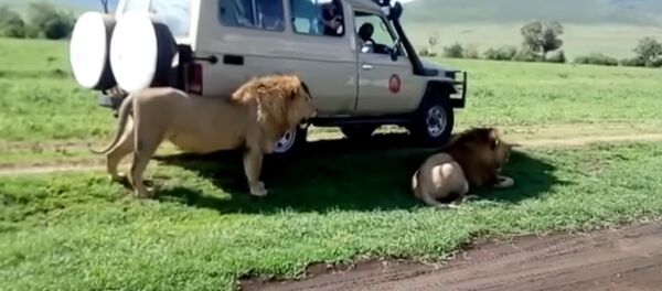 游客决定抚摸狮子，却差点成了它的盘中餐 - 俄罗斯卫星通讯社