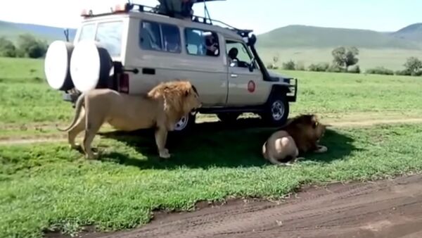 遊客決定撫摸獅子，卻差點成了它的盤中餐 - 俄羅斯衛星通訊社