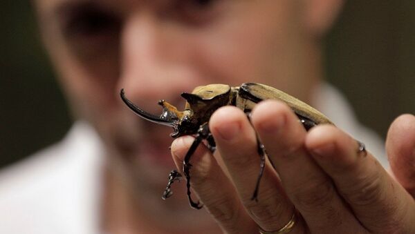 罕见的雌雄同体甲虫在日本出生 （视频） - 俄罗斯卫星通讯社