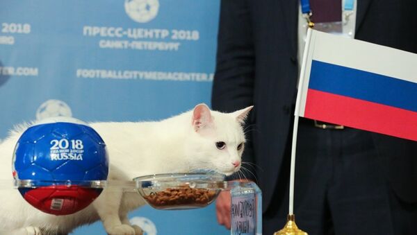 艾爾米塔什博物館小貓阿希爾預言俄羅斯今晚將踢贏埃及 - 俄羅斯衛星通訊社