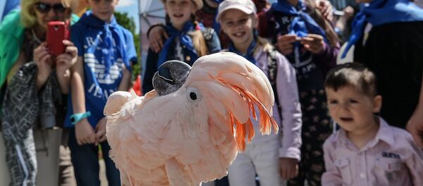 鹦鹉拙劣学狗叫 鹦鹉拙劣学狗叫 - 俄罗斯卫星通讯社