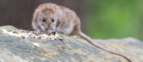 台湾一火锅店把一只死老鼠“送”给食客 - 俄罗斯卫星通讯社