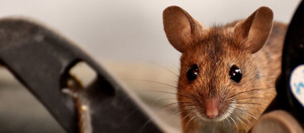 印度自动取款机中现金被老鼠啃噬 印度自动取款机中现金被老鼠啃噬 - 俄罗斯卫星通讯社