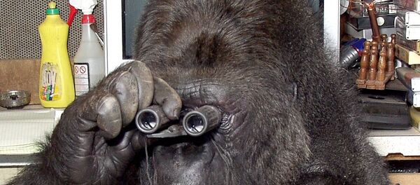 Горилла Коко - 俄罗斯卫星通讯社