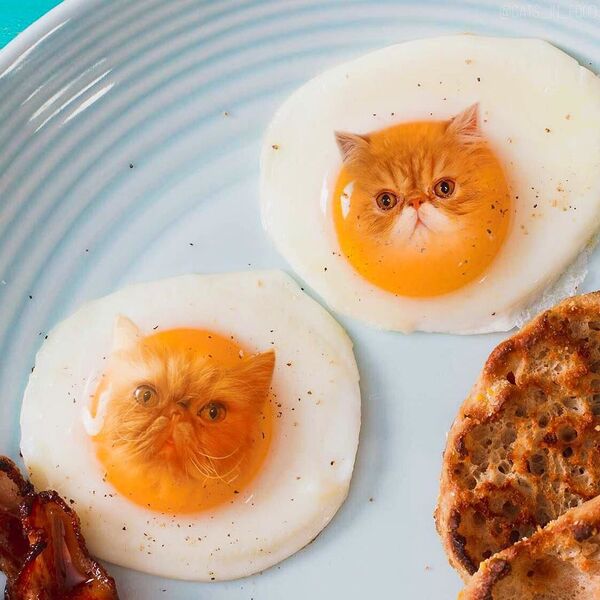 以下照片均为合成照：煎鸡蛋和猫 - 俄罗斯卫星通讯社