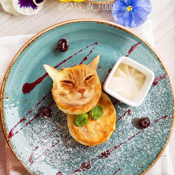 以下照片均为合成照：奶渣饼和猫 - 俄罗斯卫星通讯社