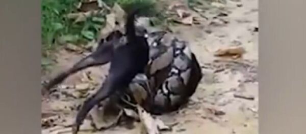 一条蟒蛇当着狗主人的面要把狗绞死 - 俄罗斯卫星通讯社