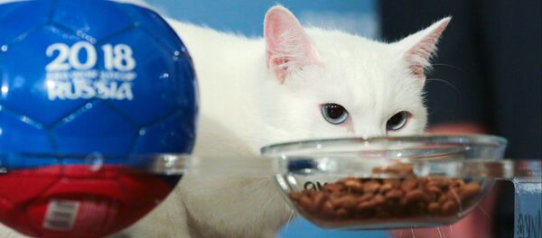 冬宫神猫预言尼日利亚队战胜阿根廷 - 俄罗斯卫星通讯社