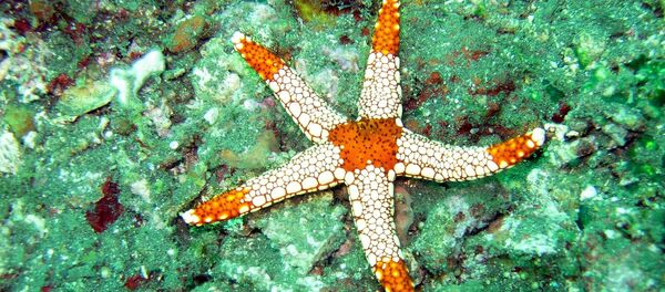 Морская звезда - 俄罗斯卫星通讯社