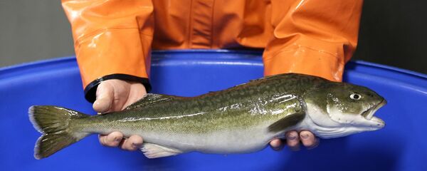 克里姆林宮醫生介紹疫情期應當多吃的食物 - 俄羅斯衛星通訊社