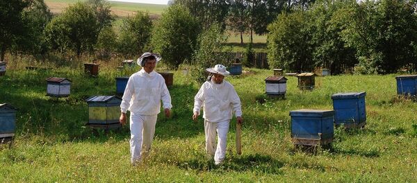生态学家揭开蜜蜂灭绝的的主要原因 生态学家揭开蜜蜂灭绝的的主要原因 - 俄罗斯卫星通讯社