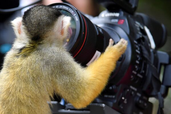 伦敦动物园一只黑头松鼠猴看着镜头 - 俄罗斯卫星通讯社