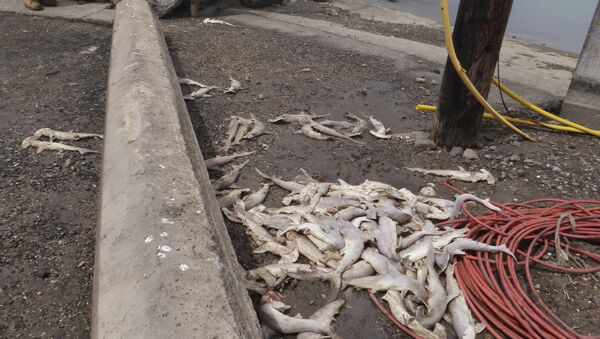 上百只幼鲨横尸夏威夷海滩 - 俄罗斯卫星通讯社