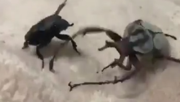 視頻：兩只甲蟲史詩般的戰鬥 - 俄羅斯衛星通訊社