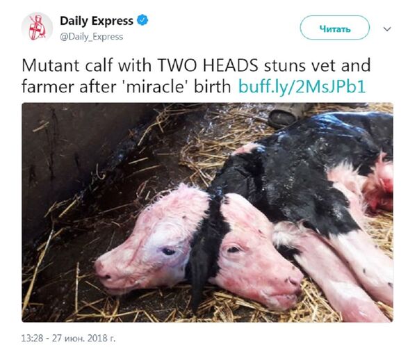 两个头的小牛 - 俄罗斯卫星通讯社