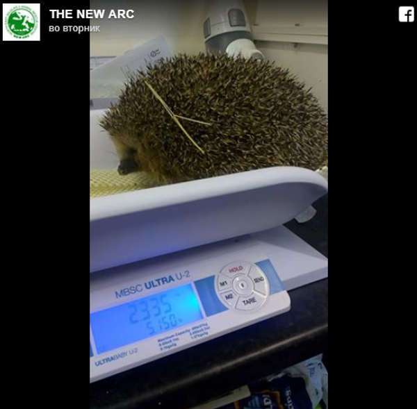 人们在苏格兰发现最肥刺猬并决定让它减肥 人们在苏格兰发现最肥刺猬并决定让它减肥 - 俄罗斯卫星通讯社