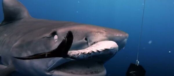 Дайверу во Флориде удалось заглянуть в пасть тигровой акуле - 俄罗斯卫星通讯社