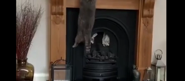 一只大肥猫试图跳到壁炉上未果反而悬挂在上面 一只大肥猫试图跳到壁炉上未果反而悬挂在上面 - 俄罗斯卫星通讯社