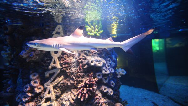 媒體稱馬來西亞水族館一條黑邊鰭真鯊視頻引起極大憤怒 - 俄羅斯衛星通訊社