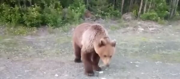 俄卡累利阿居民马路上遇熊 尝试用香蕉喂熊 - 俄罗斯卫星通讯社