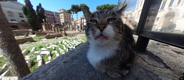 意大利猫咪乱入谷歌地图镜头走红 意大利猫咪乱入谷歌地图镜头走红 - 俄罗斯卫星通讯社