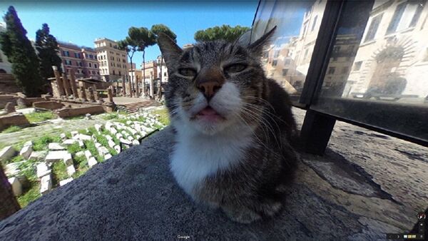 意大利貓咪亂入谷歌地圖鏡頭走紅 - 俄羅斯衛星通訊社