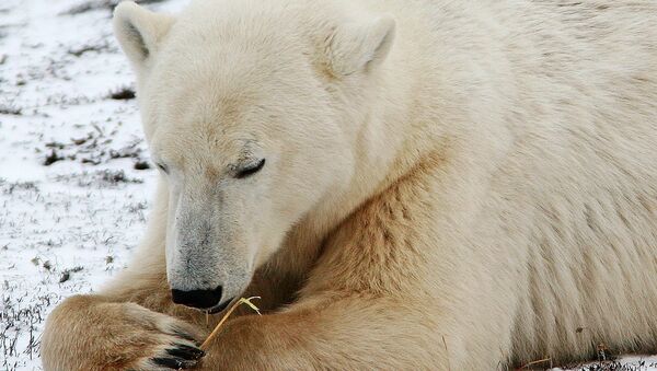 加拿大北極熊傷人致死 為18年來首次 - 俄羅斯衛星通訊社