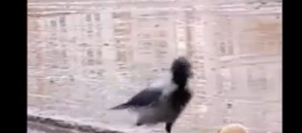 鸟儿足球 - 俄罗斯卫星通讯社