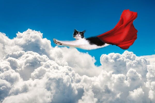 這只貓很像超人！ - 俄羅斯衛星通訊社