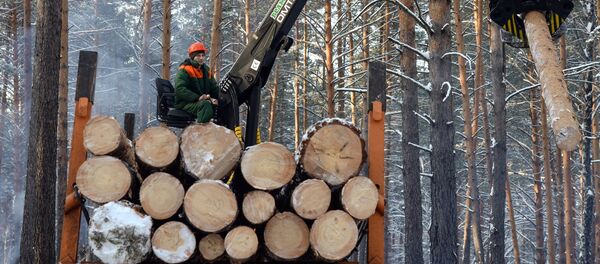 俄罗斯向中国出口木材：真相与虚构 - 俄罗斯卫星通讯社
